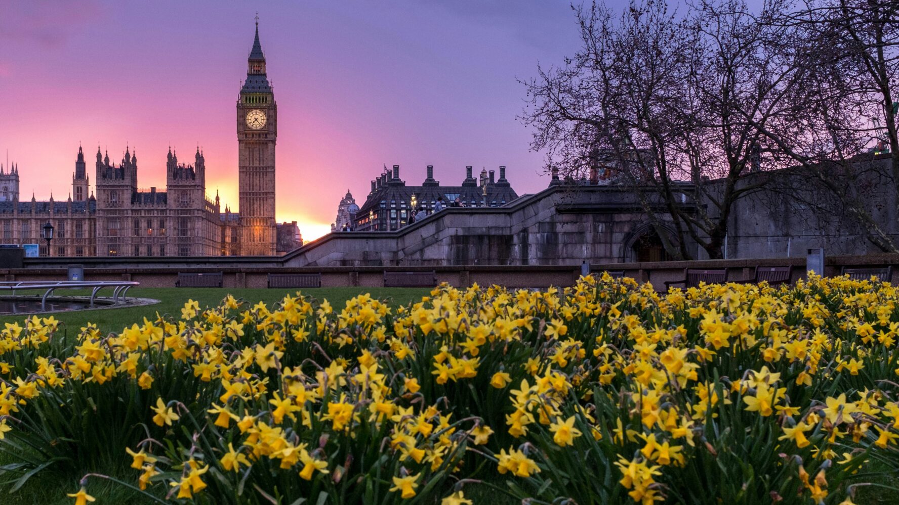 Planted daffodils with Westminster in the background and a pink sunset