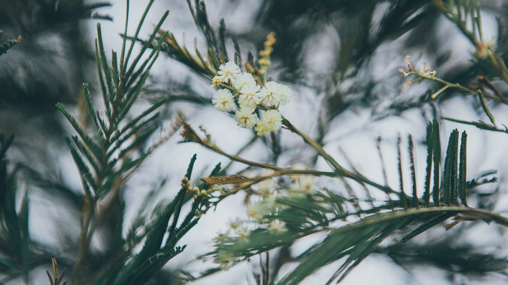 White flowers on a tree.